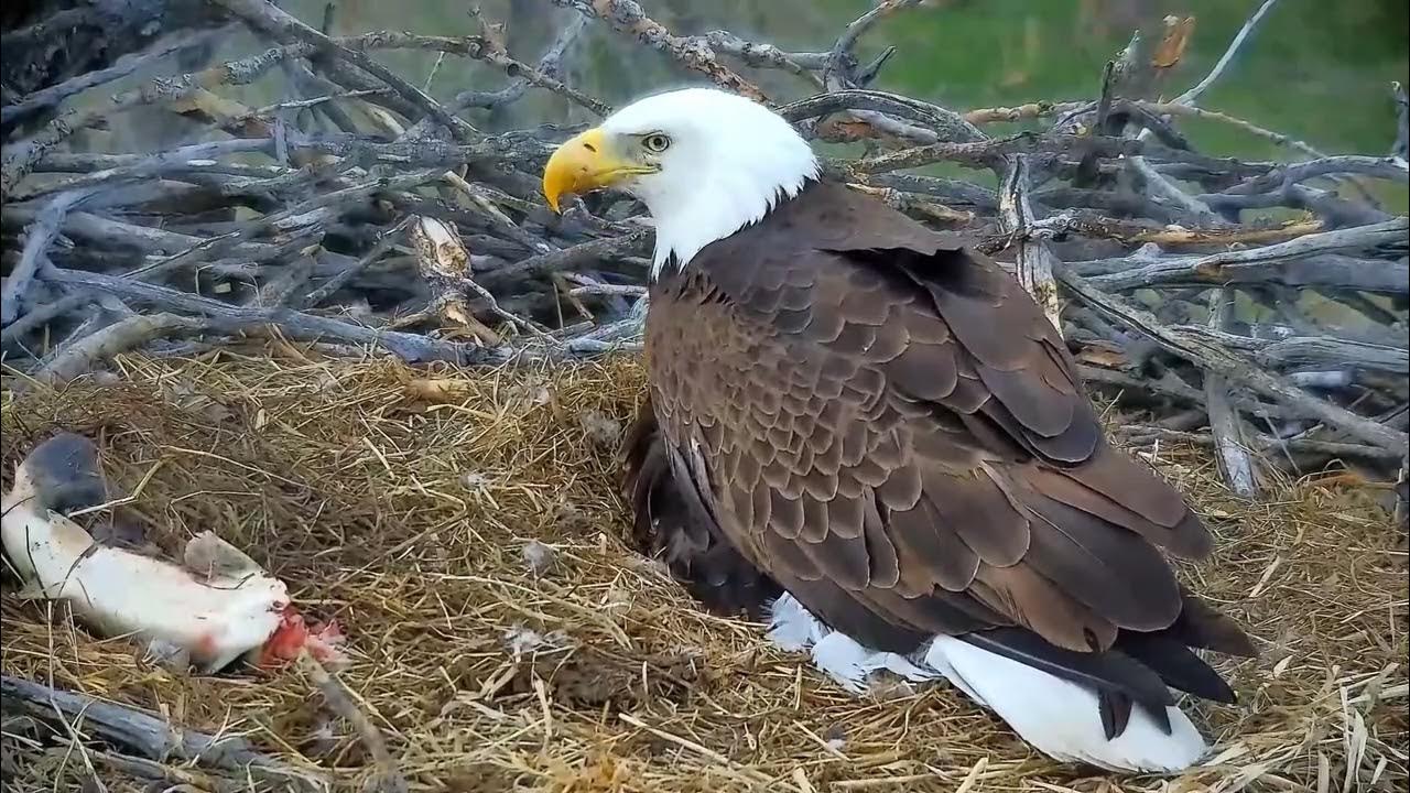 Xcel Energy Fort Saint Vrain Eagle Cam 10.04.2024 YouTube