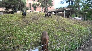 Goat Herd