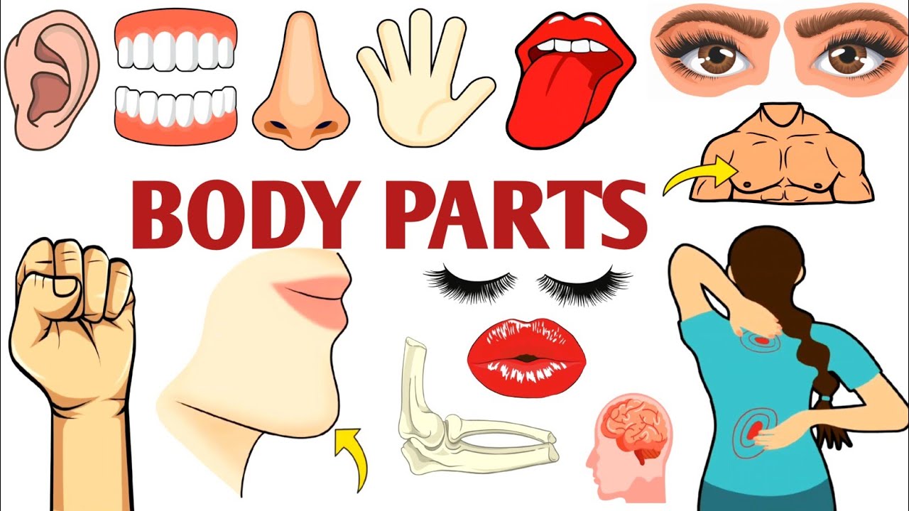 Parts of the Body | Parts of the Body for LKG Kids | Learn Body Parts & Sense Organs | #partsofbody 