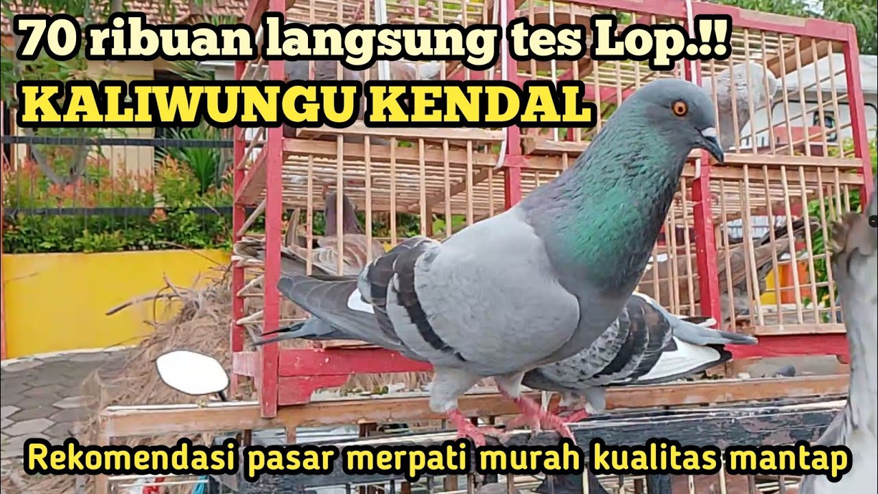 Grebek pasar merpati KALIWUNGU KENDAL | review harga dan tes Lop lengkap tanpa edit.!!!