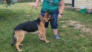 (ADOPTED) Meet Max (Thor) 2 Year Old pure breed German Shepherd