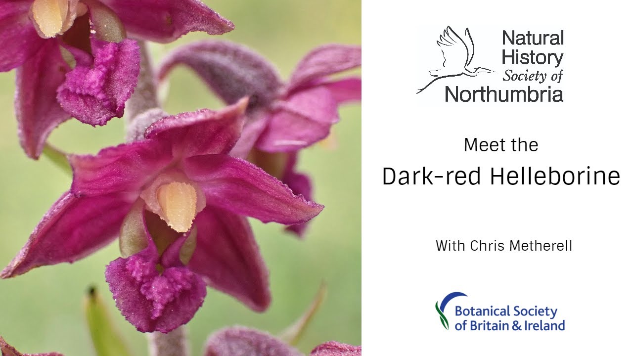 Meet the Dark-red Helleborine
