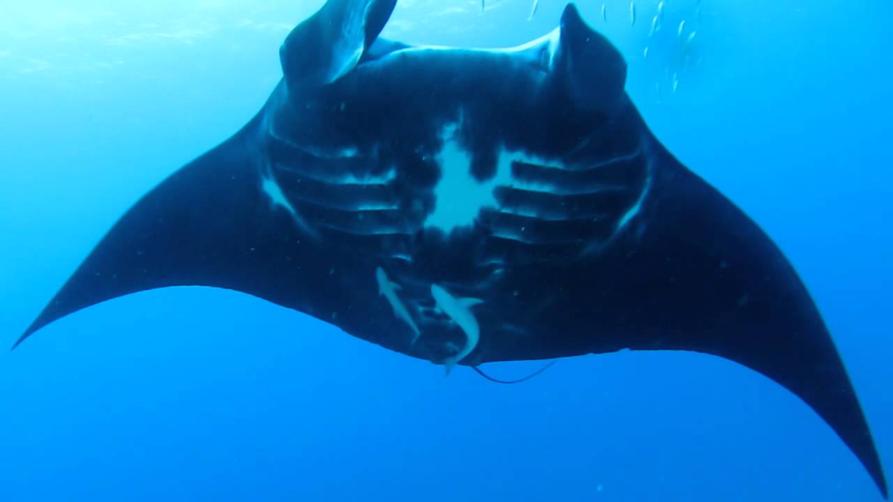 マンタ ミニマンタが泳ぐ ジャンプする 動画 イトマキエイたちの生態とは 生き物係 Ikimono Kakari