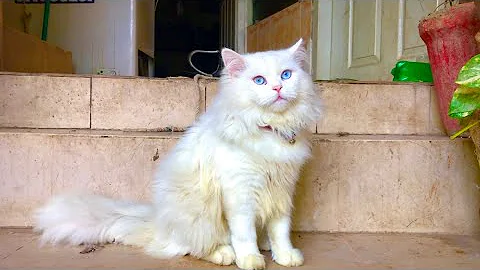Watch the video about Baby Cat-Cute Funny cat Videos 52# 😍❤️ | Amazing Blue Eyes Cat 🥰😍🥹❤️