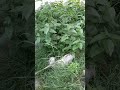 Сквозь "джунгли" вперёд 😅🌿😻🥰