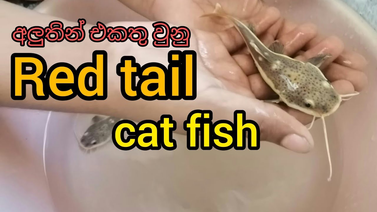 Red tail cat fish sinhala (redtailcatfish) Sri lanka රේට් ටේල් කැට්