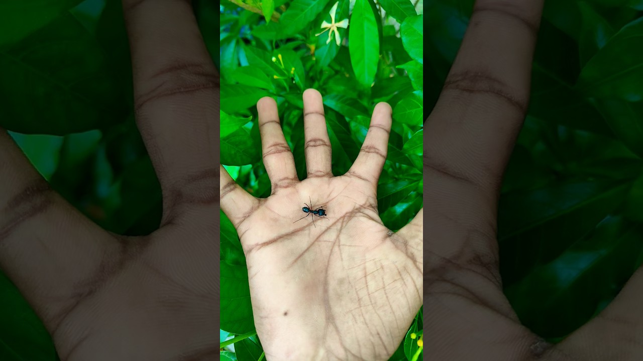 Asian beetles you've never seen