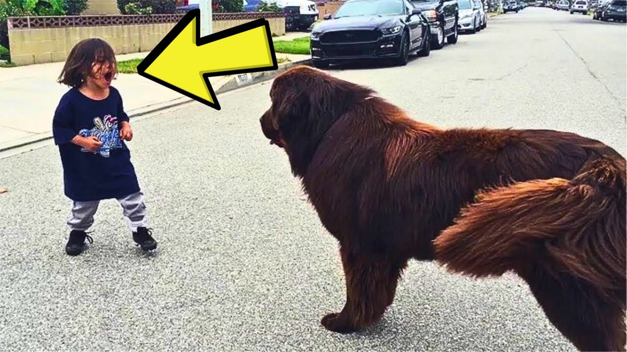boy-yells-at-a-huge-dog-in-the-street-what-the-dog-does-next-will
