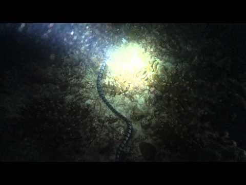 Footage of Banded Sea Snake, Lighthouse, Malapascua, Philippines - 4 March 2013