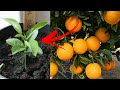شاهد كيف يتم زراعة شجرة البرتقال بكل سهولة