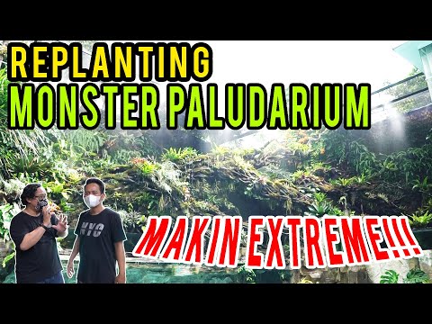 REPLANTING MONSTER PALUDARIUM, MAKIN EXTREME !