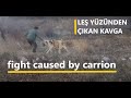 KAVGAYI AYIRIRKEN KORKTUM ( HER AN BANA DALABİLİRLER ) (  dogs fight for carrion ) #kangal #köpek