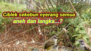 awalnya di lihat ga ada burungnya. di pasang satu kebun datang.