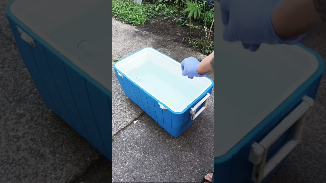 "Rooted Intellect’s King Solomon Nutrient Kit | Full Unboxing + Feeding Demo"