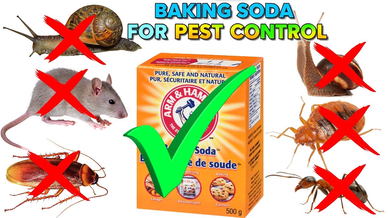 Curated visual reference: Picture Idea: How To Use Baking Soda For Effective Pest Control At