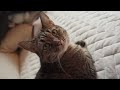 Purrs on the Couch | Our Cat Close Up