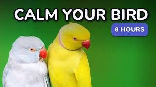 Calm Your Bird 🦜 Birdsong & Flock Sounds for Parrot & Bird Anxiety (Home Alone) | 8 Hours screenshot 4