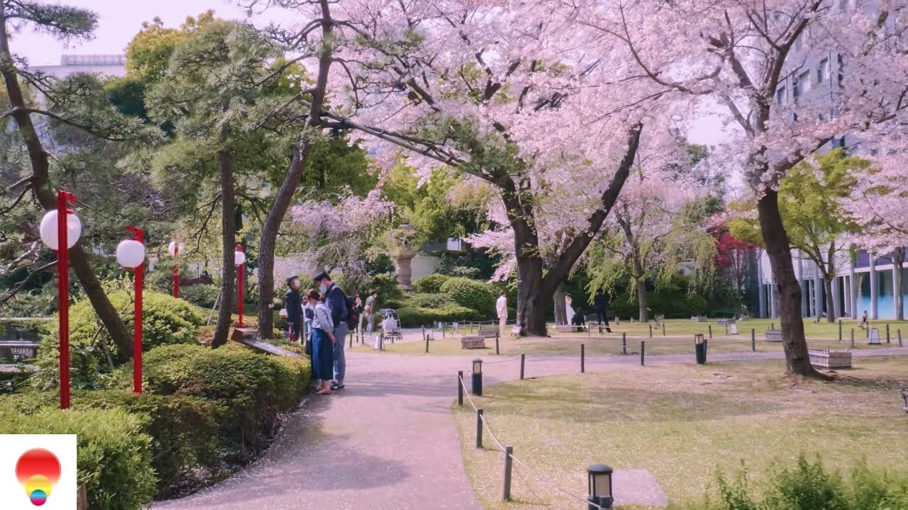 Walking Tour Tokyo Takanawa With Cherry Blossom 東京高輪の満開の桜と日本庭園散歩 東京 品川区 21 Youtube Walking Tour Tokyo Takanawa With Cherry Blossom 東京高輪の満開の桜と日本庭園散歩 東京 品川区 21 Youtube