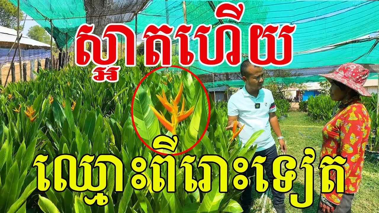 ស្អាតហើយ ឈ្មោះពីរោះទៀត មានរាប់ពាន់គុម្ព