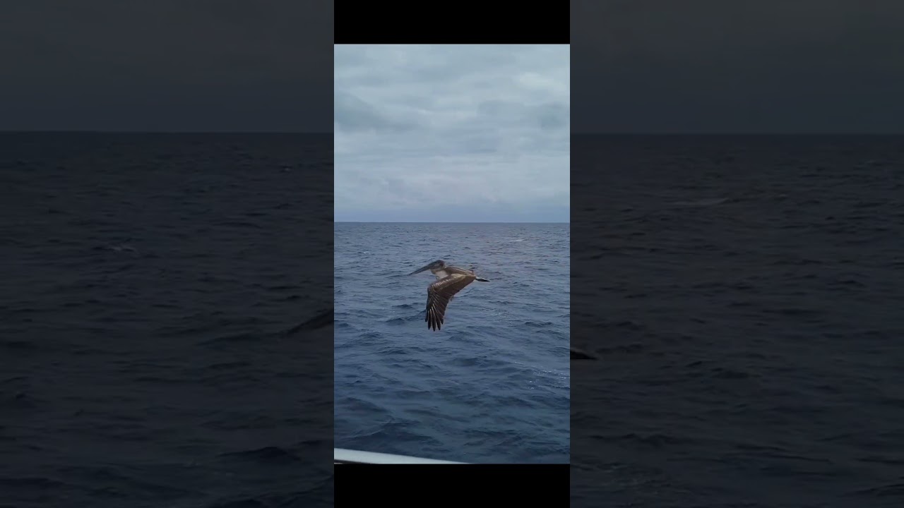 Cruising Offshore In A Hampton Endurance