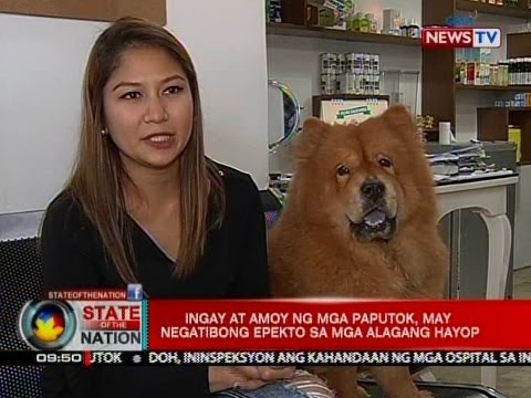 Video: Ang pagdiriwang ng mga paputok ay nakakapagpawala ng stress