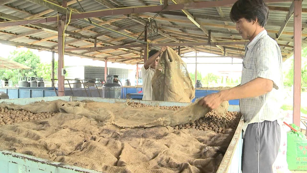 ลำไยมือหนึ่ง เทคนิคการอบลำไยแห้งทั้งเปลือก