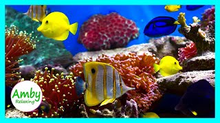 Soft Coral Reef Aquarium No MUSIC 3 Hours Relaxing Sound 🐠 For MEDITATION RELAX - 1080P Screensaver screenshot 3