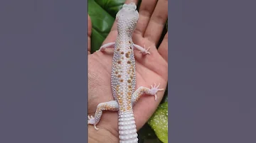 Stunning Gecko S Leopardgecko Indonesia Animals Pets Best Whiteandyellow Enigma World 