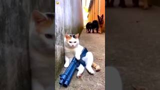 The cat fired the gun and chased away all the dogs#funny #shorts