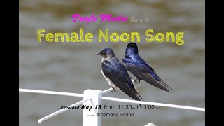 Purple Martin Female Noon Song  Attraction soundtrack.   DOLBY  High Fidelity for Realism!