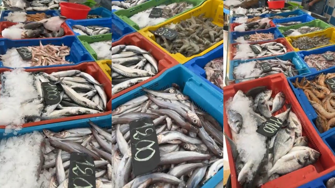 اسعار وانواع السمك اليوم في الجزائر /سوق السمك ميناء زموري مسمكة خوجة 