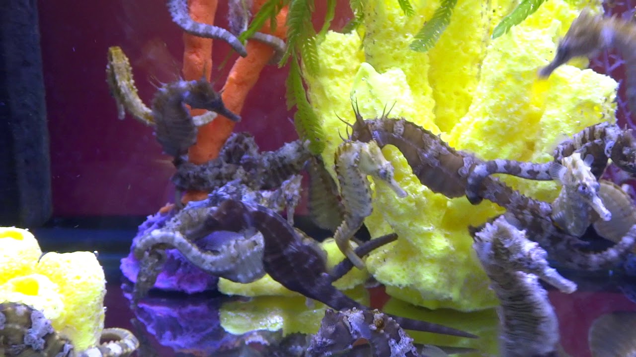 camera iphone 8 plus apk 6 months old captive bred erectus