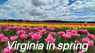 Burnside Farms tulips planted #spring#Virginia