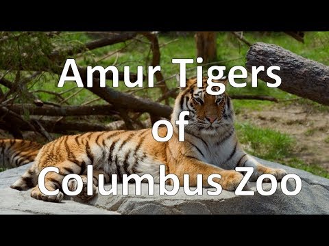 Amur Tiger  Columbus Zoo and Aquarium