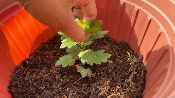 Cơi Đọt Lần Đầu Cho Cúc Mâm Xôi 5 Cơi