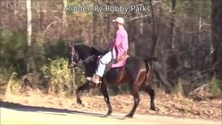 Rowdy Rawhide's Rock  15.2 h Singlefooting Stallion