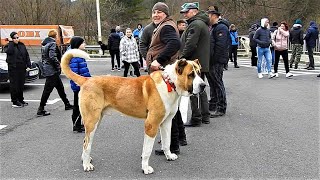 100 CM IN GREABAN - CEL MAI MARE CIOBANESC DE ASIA CENTRALA PE CARE L- AM VAZUT!