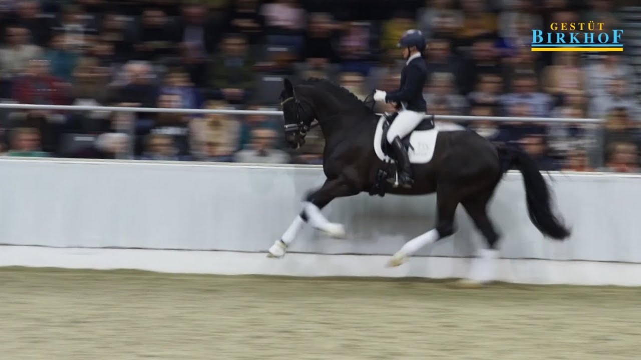 Bohemian bei der Hannoveraner Privathengstschau in Verden