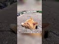 Рыжий кот очарован дырой на дороге. #shorts