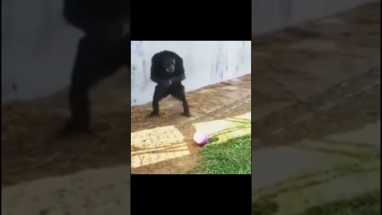 Monkey kick ball! YouTube