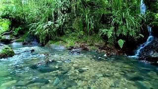 Melodies of Nature, Harmonious Birdsong, Flowing Water Sound in the Mountains