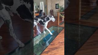 🔥 Great Dane Knows How To Strut Into A Room #dog #doglover #dogs #greatdane