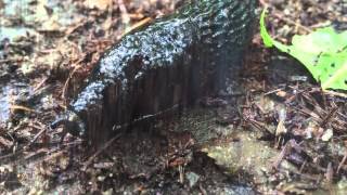 Ww14 De Dag Die Vooruit Kroop..