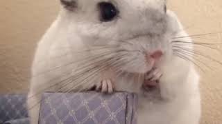 A Chinchilla Eating Snacks