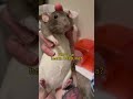 A Good Pet Rat Tolerates Their Human Rats Petrat A Good Pet Rat Tolerates Their Human Rats Petrat