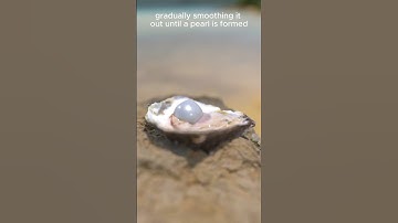 How Oysters Make Pearls - Incredible Animation Shows How Pearls Are Formed by Oysters