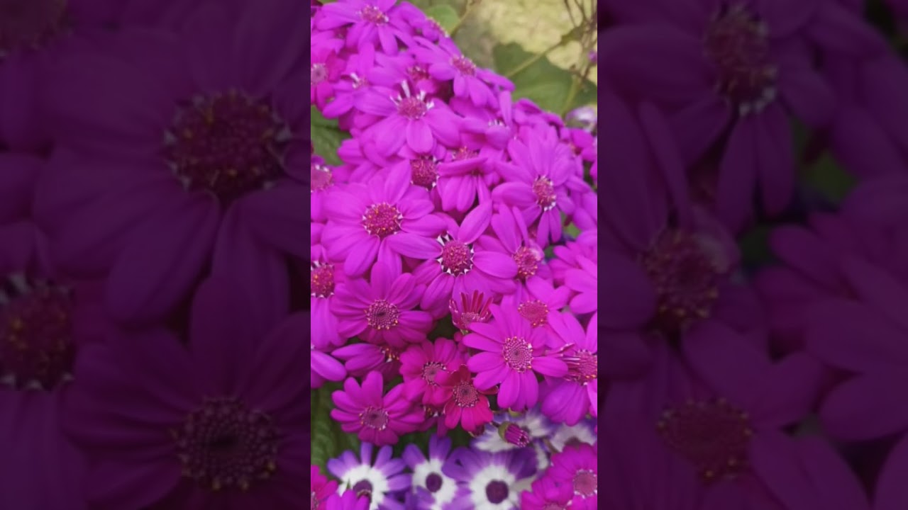 the mystery of gyanjang( Sidhashram) part 1