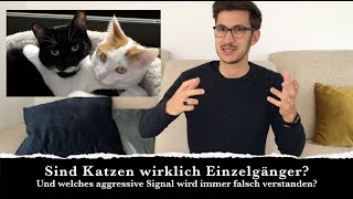 Sind Katzen wirklich Einzelgänger?