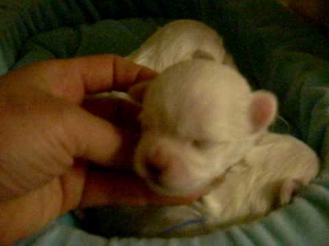 Daisey's Maltese babies at 2 weeks old "The Boys"