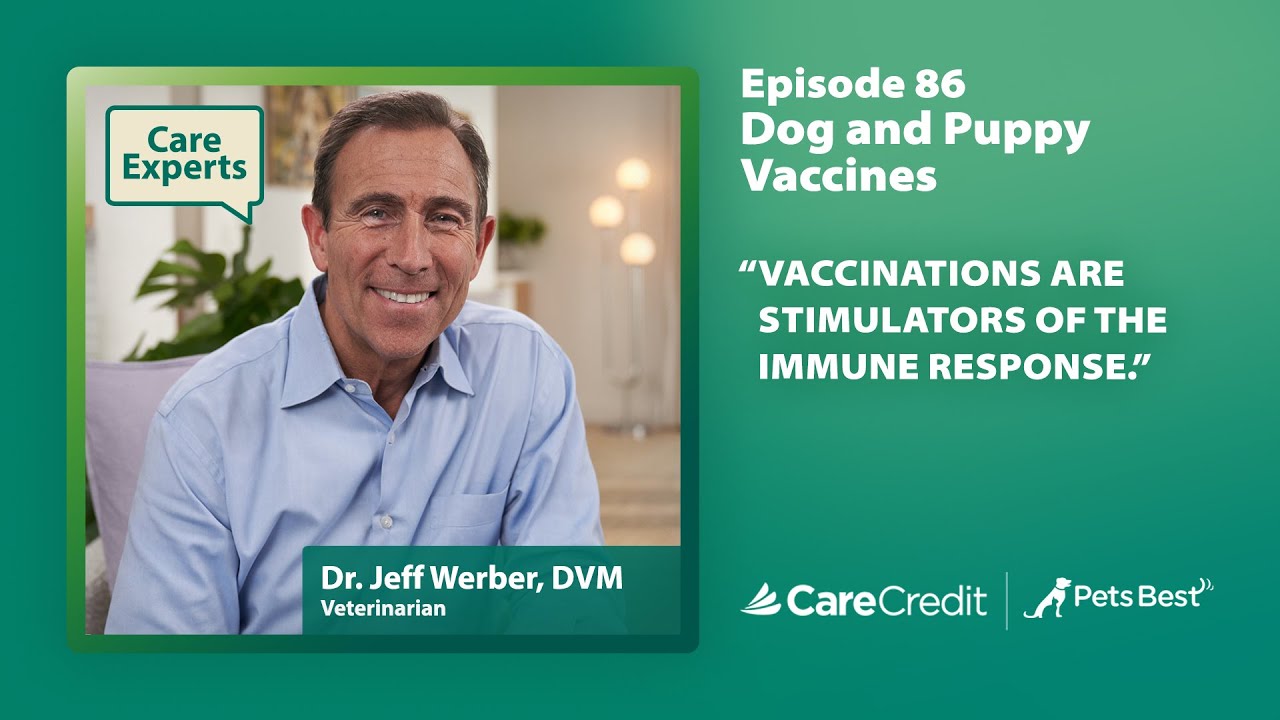 Let’s Talk dog/puppy vaccines with Dr. Jeff Werber | Care Experts By CareCredit